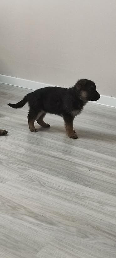 dragon derman: Alman çoban iti — 5