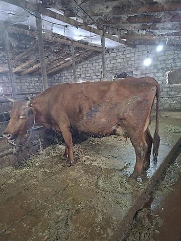 cins inekler: Sudluk mallar kime lazimdi zeng vurub maraglana biler — 1