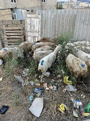 qoyunlar goycay: Qoyun sürüsü – yerli cins qarışığı - Təyinat: ət və damazlıq üçün — 4