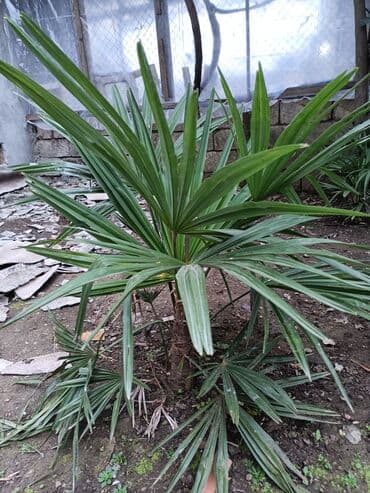 ev gülleri ve adları: Dekorativ xurma (fan palm) – açıq sahə və ya böyük qapalı məkanlar — 1