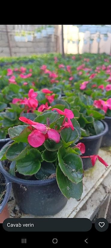 Buket güllər: Məhsul: dekorativ dibçək gülləri • Qırmızı sardunya (Pelargonium) – — 5