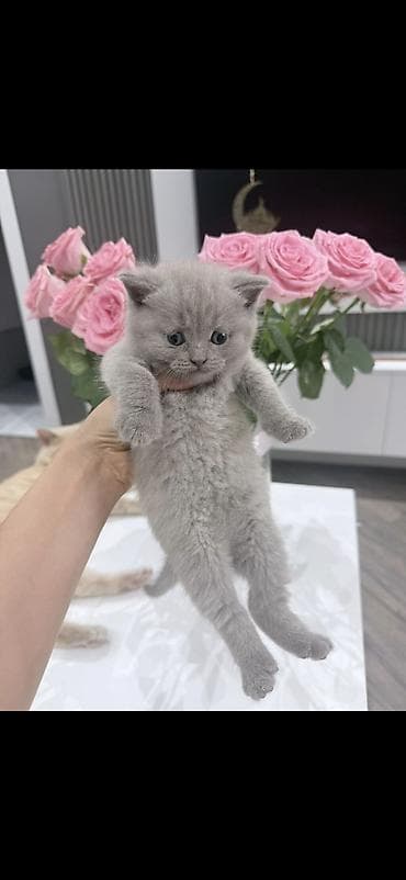 pişik eşyaları: Erkək, Dişi — 1