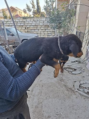 alman qurdu it: Rotveyler — 7