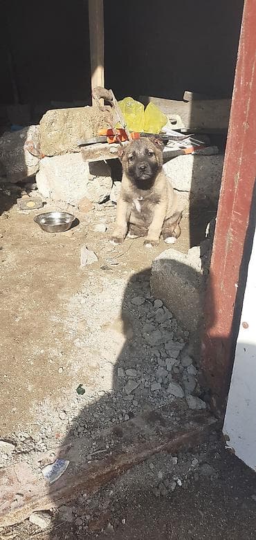 it adlari disi: Kanqal, 1 ay, Erkek — 6