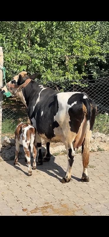 super alabay kl type 1: Südlük inək – buzovu ilə birlikdə - Cins: xallı (qara-ağ rəngli — 4