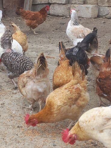 лоток для кошек баку: Toyuq, Ətlik — 1