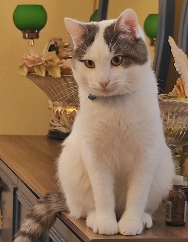 pisiy balasi: Erkək, Dişi, Yaxşı əllərə — 8