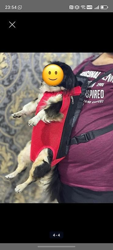 pişik daşıma cantası: Məhsul: Kiçik itlər üçün ön daşıma çantası/kenguru Qeyd: Məhsul — 2
