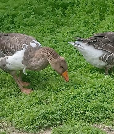 Qazlar: Satılır: cutu 60 manatQazlar (ev quşu) Təsvir: - Şəkillərdə iri — 2