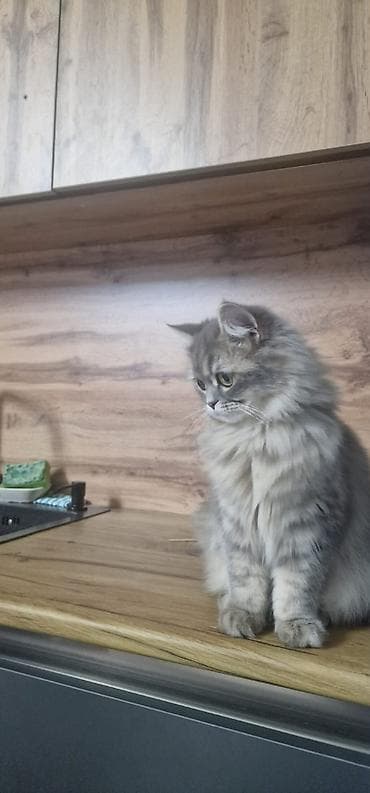 qız pişik adları: 1 yaşı yeni olmuş dişi şinşila cütləşdirilir, təcrübəli erkək pişik — 1