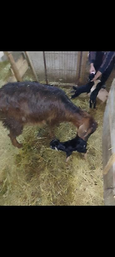 tap az heyvanlar: 400 manat 1 ana 4 bala razilaşmaq olar — 1