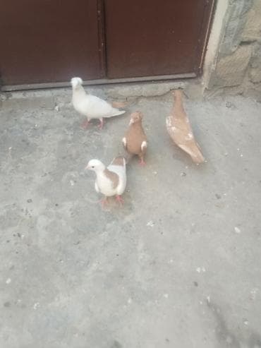 Satılır gəncə 50 manata — 5