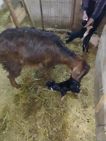 Keçilər, çəpişlər: Məhsul: Keçi və balaları Təsvir: - Şəkillərdə damda saxlanılan ana — 1