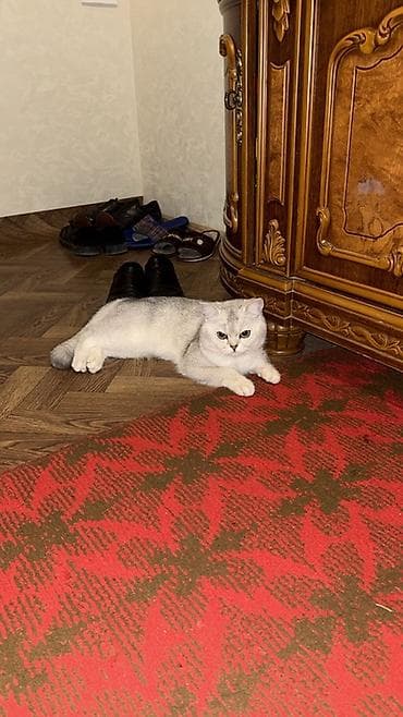 heyvanlar: Britan — 3