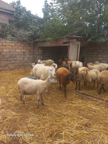 электрическая машинка для стрижки овец: Qoyun sürüsü – yerli cinslərin qarışığı - Şəkillərdə kənd həyətində — 2