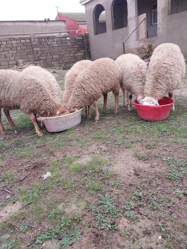 qoyun şəkli: 6 bas erkek qucu kom hamisi bir yerde 1700 unvan baki elaqe nomresi — 2