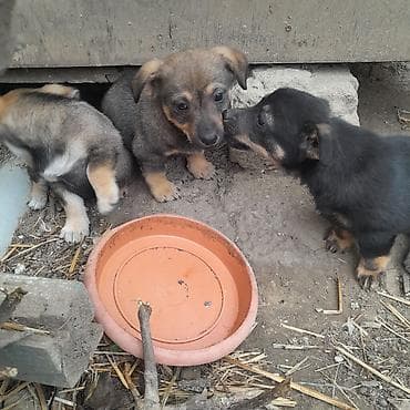 Balaca it ballari zvanok 1 edet qaldi ortadaki boz ərkey ünvan