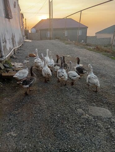 pitbull bala: Erkək, Damazlıq, Ünvandan götürmə — 2