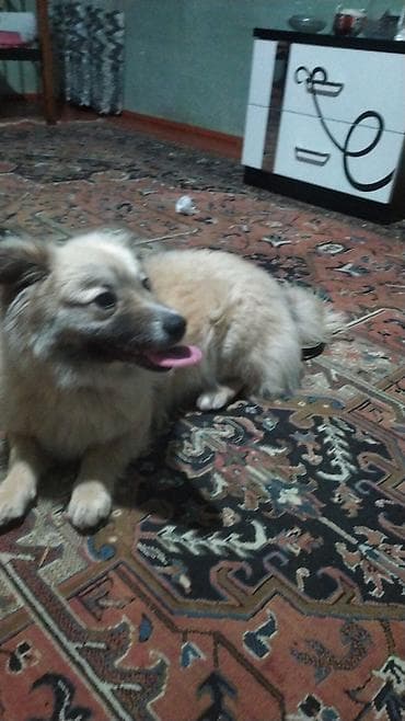 İtlə bağlı elan - Cins: kiçik ölçülü, tüklü ev iti (qısa pəncəli