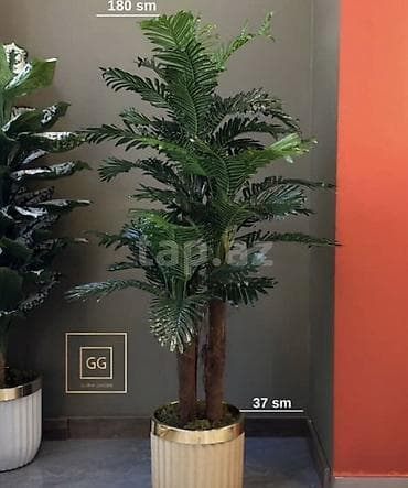 Palmə Gloria Garden mağazasından alınıb. Agacın özü 150 azn, dibçək lalafo.az -da Palmə Gloria Garden mağazasından alınıb. Agacın özü 150 azn, dibçək