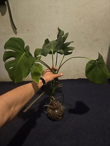 diffenbaxiya bitkisi: Aloe vera dekorativ otaq bitkisi – saksıda - Növ: Aloe vera — 5