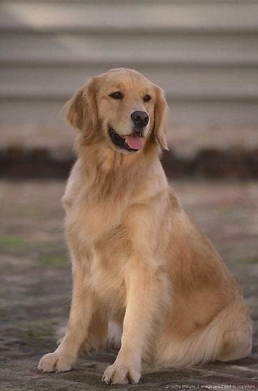 Heyvanlar üçün mallar: Retriever — 3
