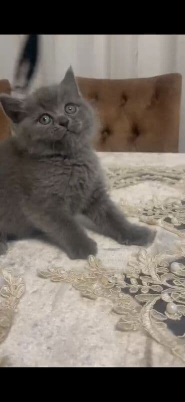 ag xaski: Erkək — 1