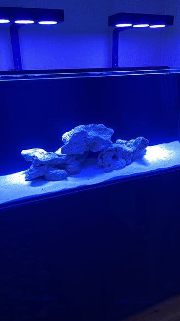 akvarium gəncə: Okean dashlari satilir trafeus saxliyanlar ucun okean akvariumu ucun — 5