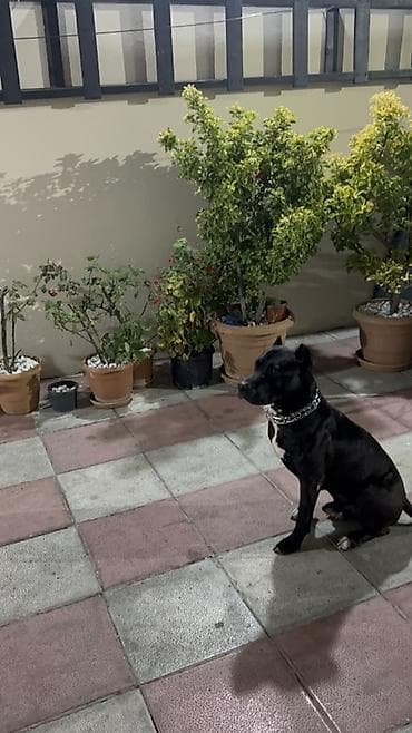 pitbullar: Pitbul, 2 il, Erkek, Cütləşmə üçün — 4