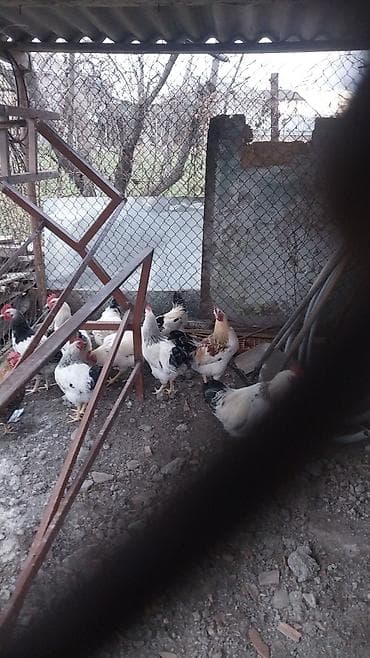 Balıqlar: Məhsul: Ev şəraitində bəslənən toyuq və xoruzlar (ağ-qara ləkəli — 3