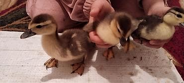 Cücələr: Satılır: ördək balaları (3 ədəd) Temiz kanada cinsi MACAR ördəyinin — 2