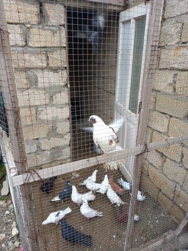 tovuz qusu: Salam goyerciler tergitmedir her regde icinde movcudur hardasa 22.25 — 6