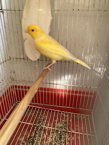 danisan qus: Kanareyka quşları – sarı və açıq krem rəng çalarlarında Məhsul — 2