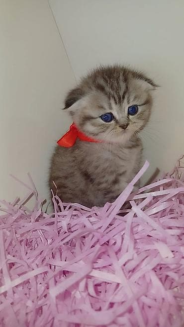 pisik cinsleri: Qızıl şinşilla — 1