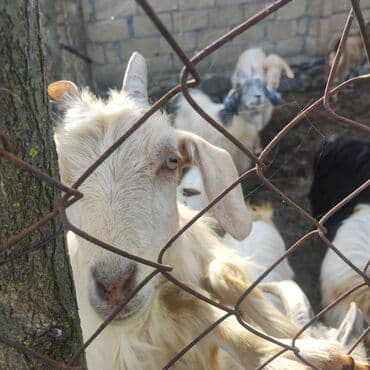 Dana, buzov: Erkək, il: 1, 27 kq, Damazlıq, Ünvandan götürmə, Ödənişli çatdırılma, Rayonlara çatdırılma — 2