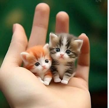 Фигура, цвет - Оранжевый — 1