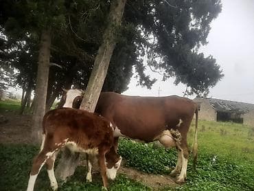 Inəklər, öküzlər: Erkək bala 3 cu qarın sudu 22letr — 2