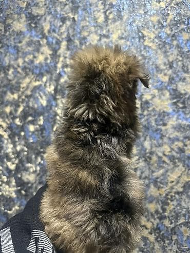 coban iti adlari: Dişi, Peyvəndli, Pulsuz çatdırılma — 4