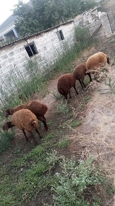 erkək quzu: Qala sortu quzular 3 Erkey 2 dişi yaxşı kök sağlam Heyvanlar dı — 1