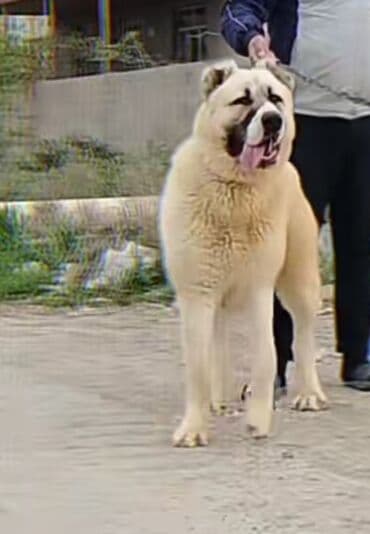kangal itləri: Alabay, 10 ay, Erkek, Peyvəndli — 1