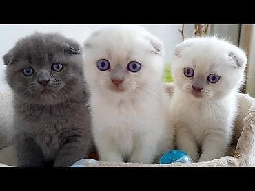 scottish fold: Şotland yastı qulaq — 7