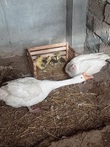 Qaz ailəsi satılır.4-balası var 2-si erkek 2-si dişidi 20-günlükdüler