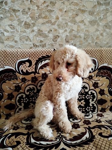 ov itleri: Pudel, 4 ay, Erkek, Peyvəndli — 3