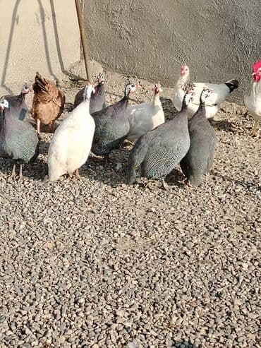 Inəklər, öküzlər: Toyuq, Damazlıq, Ödənişli çatdırılma — 2