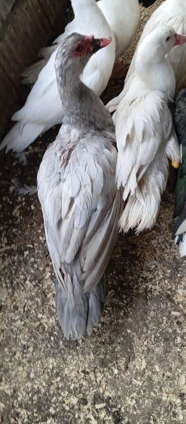 bıldırcın satılık: Təcili satılır.Real alıcılar əlaqə saxlaya bilər — 7