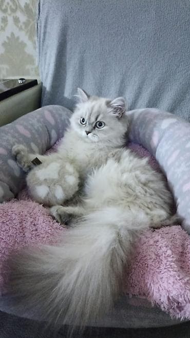 pişik aliram: Şinşilla, Dişi, Yaxşı əllərə, Ünvandan götürmə — 1