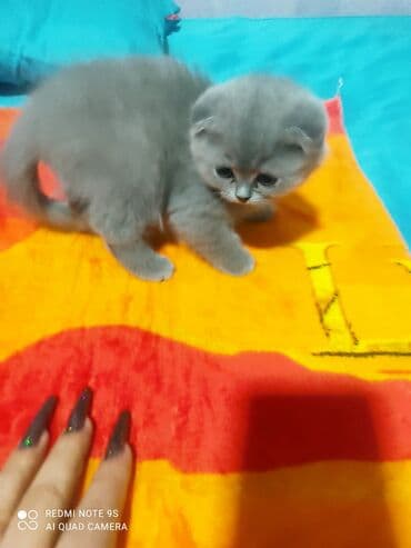 mingəcevir pişik: Şotland, Erkək, Dişi, Yaxşı əllərə, Ünvandan götürmə — 5