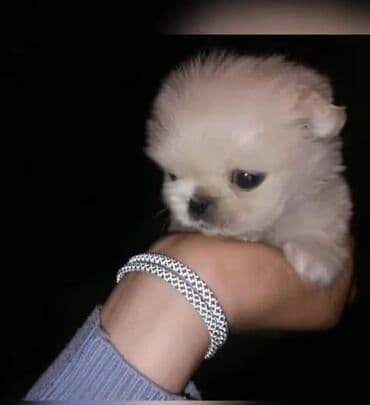 it balası satışı: Pekines, 2 ay, Erkek, Sənədli — 5