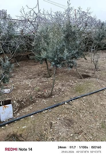 suni ağac: Zeytun ağacları. - Şəkillərdə göründüyü kimi, müxtəlif hündürlük və — 4