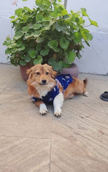 1 azn pişik: Zvanok. 1 yaş. Erkək. Etibarlı əllərə verilir — 3